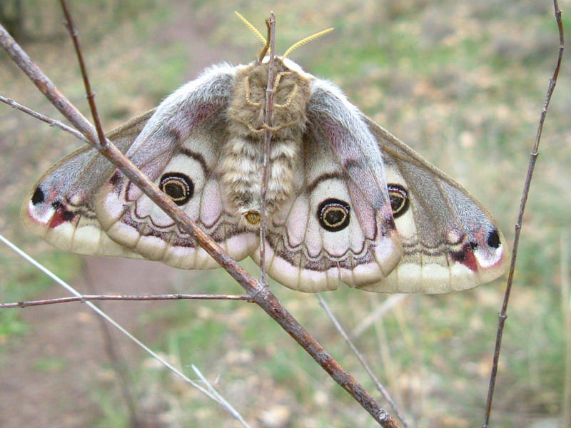 Grossa farfalla - Saturnia (Eudia) pavoniella